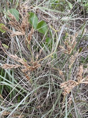 Spinifex sericeus