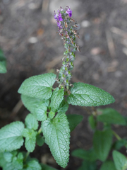 Teucrium hircanicum