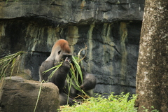 Gorilla gorilla