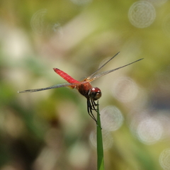 Aethriamanta nymphaeae