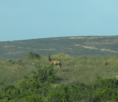 Alcelaphus buselaphus caama