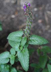 Teucrium hircanicum