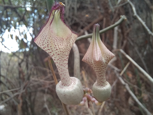 Ceropegia albisepta image