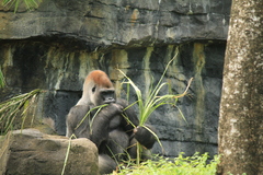 Gorilla gorilla