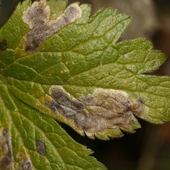 Anemone virginiana