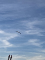 Leucophaeus atricilla