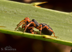 Trachelopachys