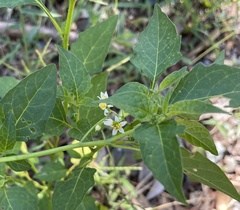 Solanum nigrum