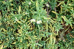 Heliotropium curassavicum