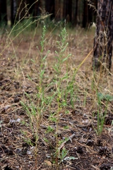 Axyris amaranthoides