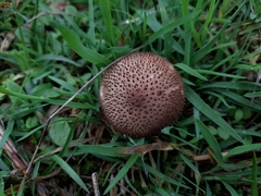 Lycoperdon nigrescens