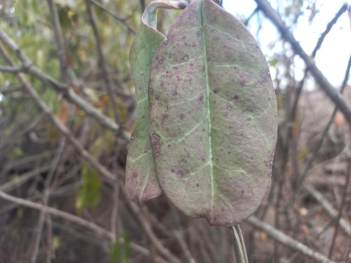 Ceropegia albisepta image