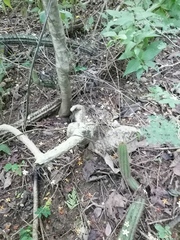 Ibervillea hypoleuca