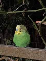 Melopsittacus undulatus