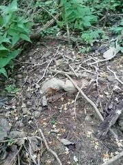 Ibervillea hypoleuca