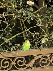 Melopsittacus undulatus