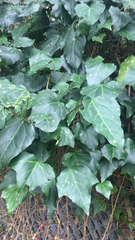 Hedera canariensis