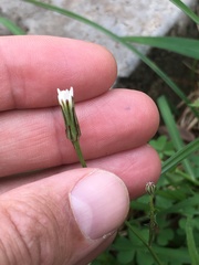 Hypochaeris albiflora