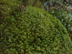 Bartramia pomiformis