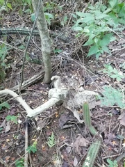 Ibervillea hypoleuca