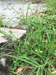 Hypochaeris albiflora