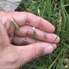 Hypochaeris albiflora