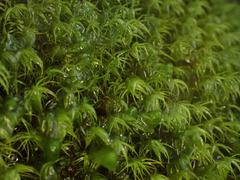 Bartramia pomiformis