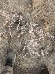 Eriogonum niveum