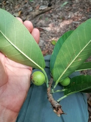 Ficus obtusifolia