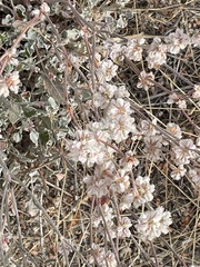 Eriogonum niveum