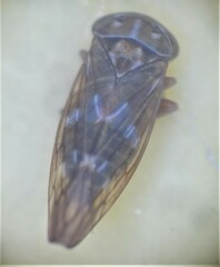 Tremulicerus