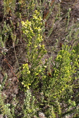 Passerina corymbosa