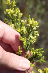 Passerina corymbosa