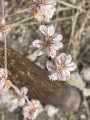 Eriogonum niveum