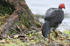 Alectura lathami lathami