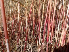 Phragmites