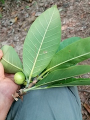 Ficus obtusifolia