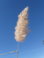 Phragmites