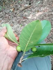 Ficus obtusifolia
