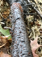 Amphilogia gyrosa