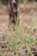 Axyris amaranthoides