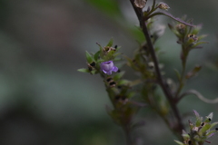 Chaenorhinum litorale