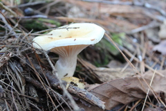 Hygrophorus flavodiscus