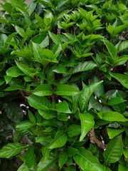 Brunfelsia pauciflora
