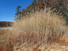 Phragmites