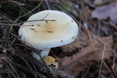 Hygrophorus flavodiscus