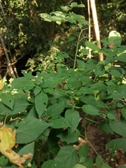 Capsicum annuum glabriusculum