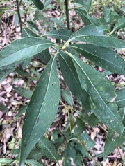 Lophostemon suaveolens