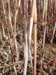 Phragmites