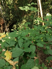 Capsicum annuum glabriusculum